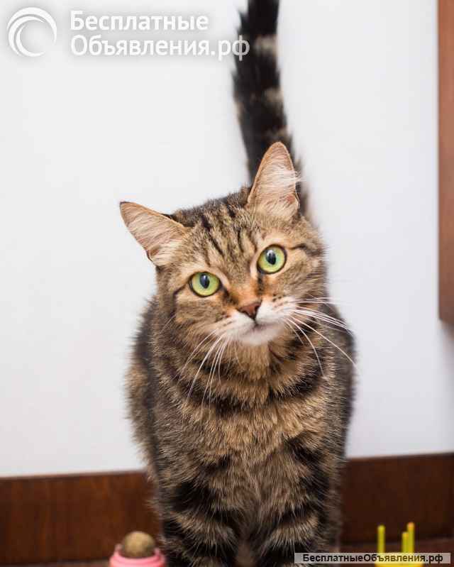 Великолепная кошка Симона в добрые руки