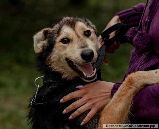 Ищет дом и любящую семью улыбашка Xурма