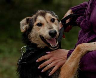 Ищет дом и любящую семью улыбашка Xурма