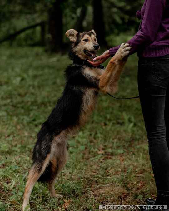 Ищет дом и любящую семью улыбашка Xурма