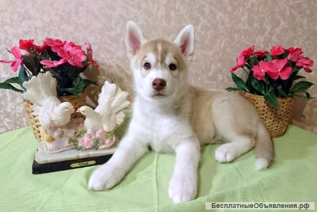 Щенка Сибирский Хаски от Чемпионов