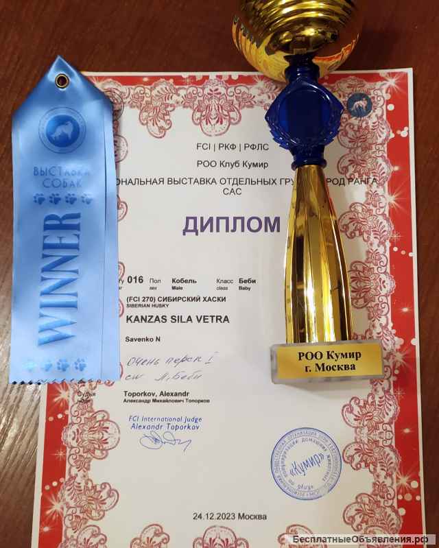Щенка Сибирский Хаски от Чемпионов