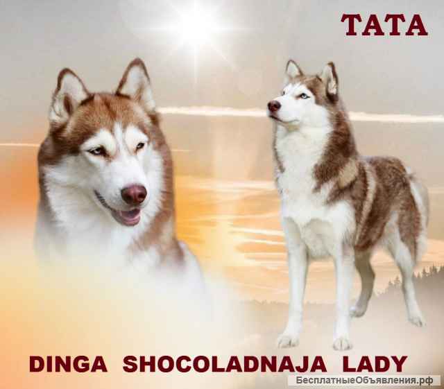 Щенка Сибирский Хаски от Чемпионов