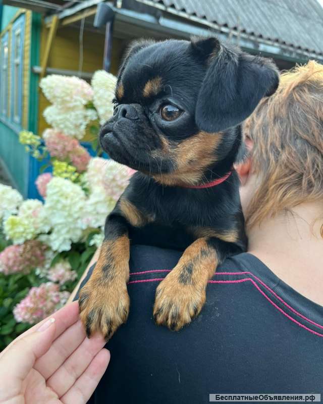 Пти Брабансон 6мес