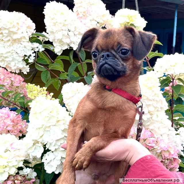 Пти Брабансон 6мес