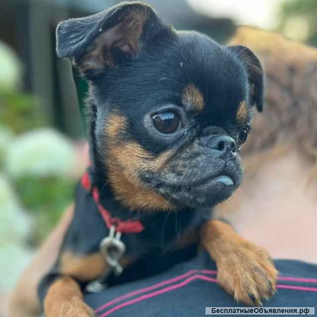 Пти Брабансон 6мес