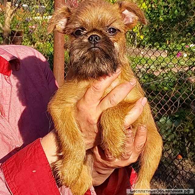 Пти Брабансон 6мес