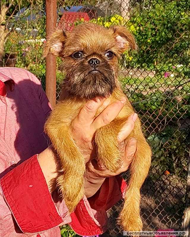 Пти Брабансон 6мес