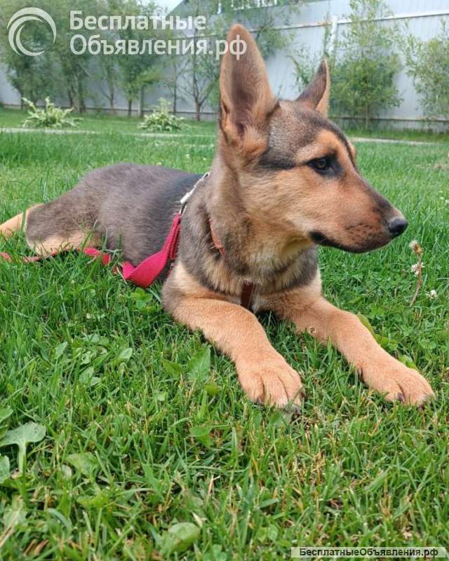 Малышка щенок-девочка Ассоль в добрые руки