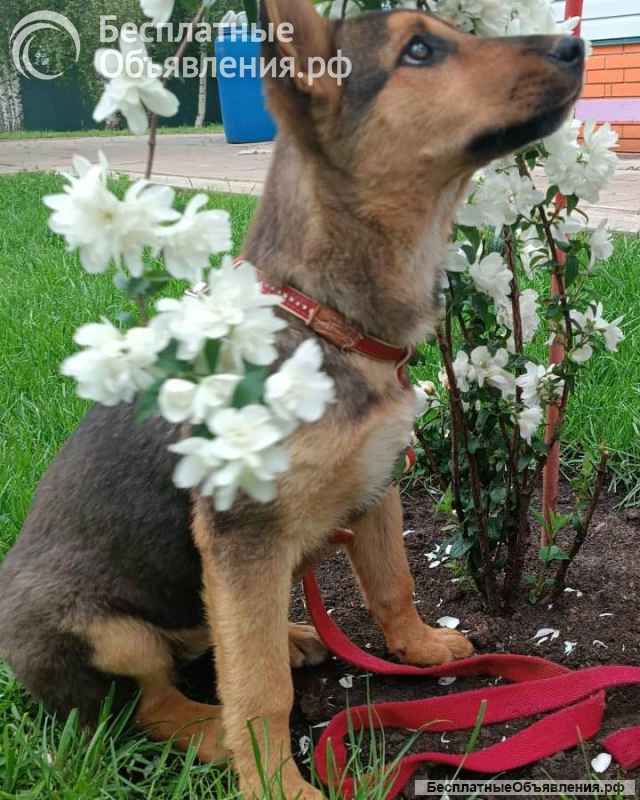 Малышка щенок-девочка Ассоль в добрые руки