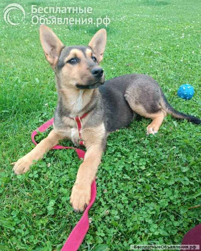 Малышка щенок-девочка Ассоль в добрые руки