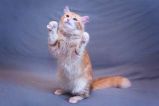 Восхитительный кот Рыжик в добрые руки