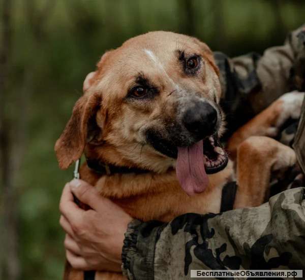 Очаровательному Локи нужен самый лучший дом и свой человек