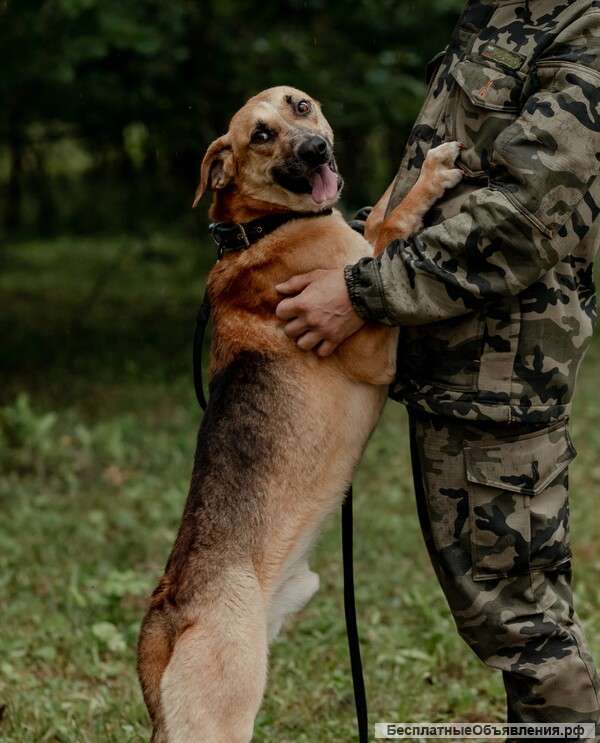 Очаровательному Локи нужен самый лучший дом и свой человек