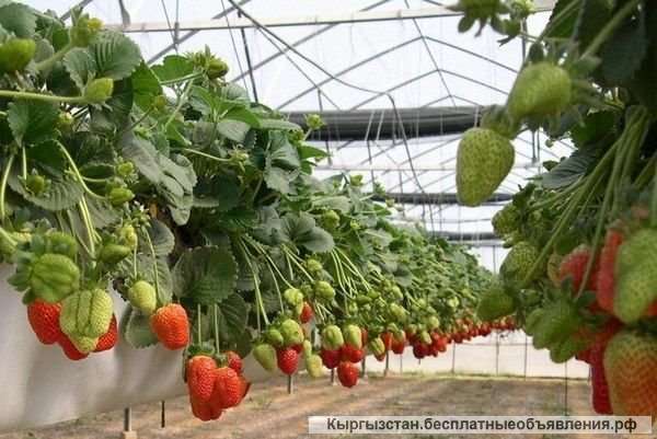 Работа в Англии без предоплат за услуги