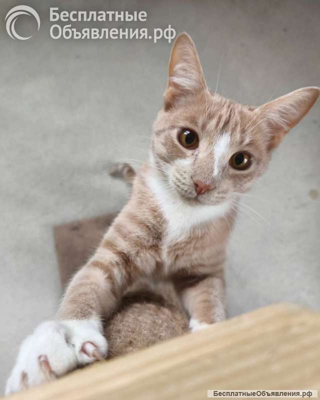 Кот Сырник ищет дом