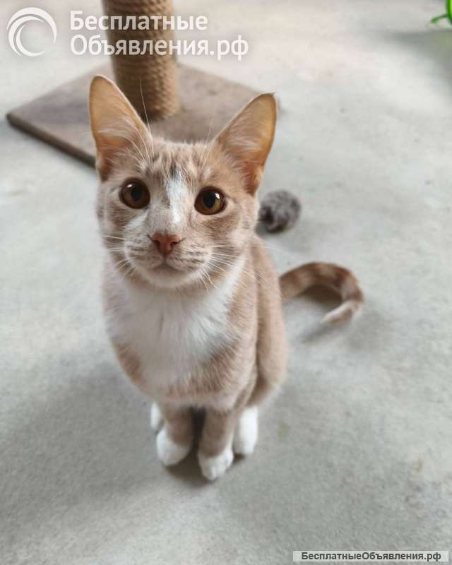 Кот Сырник ищет дом