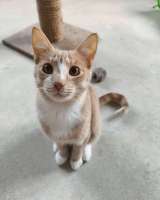 Кот Сырник ищет дом