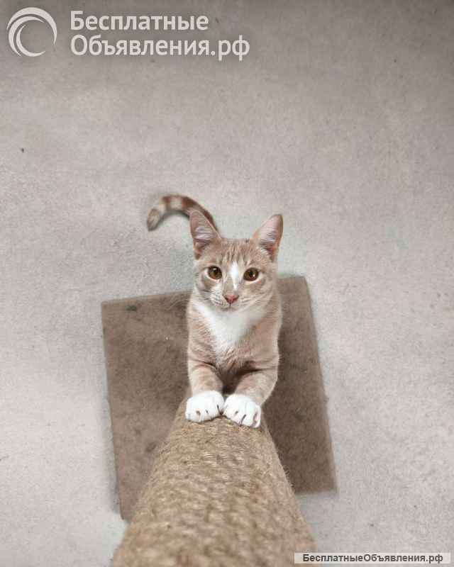 Кот Сырник ищет дом