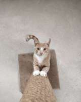 Кот Сырник ищет дом