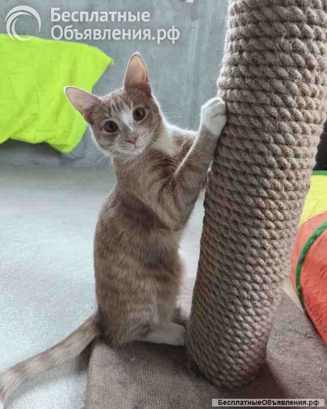 Кот Сырник ищет дом