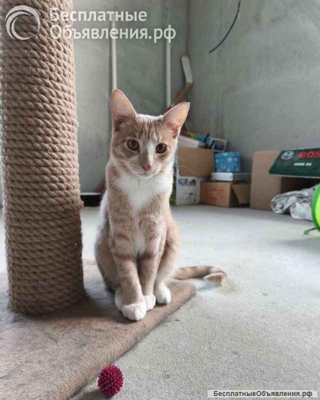 Кот Сырник ищет дом