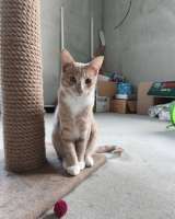 Кот Сырник ищет дом