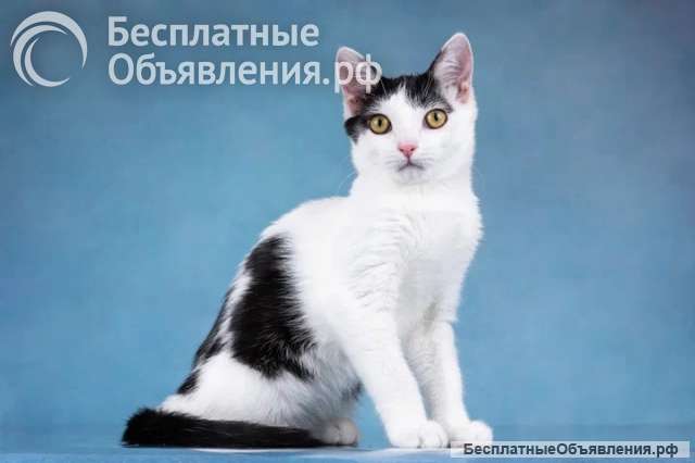 Милый котенок Пончик в добрые руки