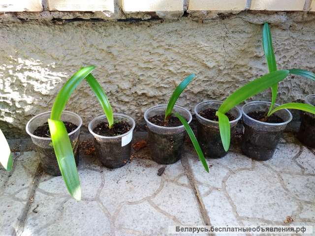 Гиппеаструм