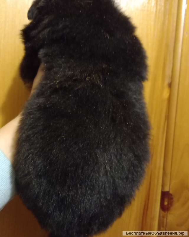 Немецкая овчарка малыши