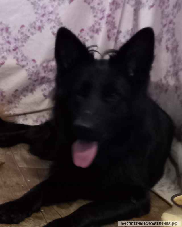 Немецкая овчарка малыши