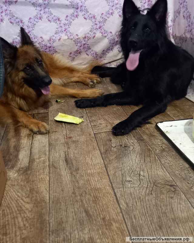 Немецкая овчарка малыши