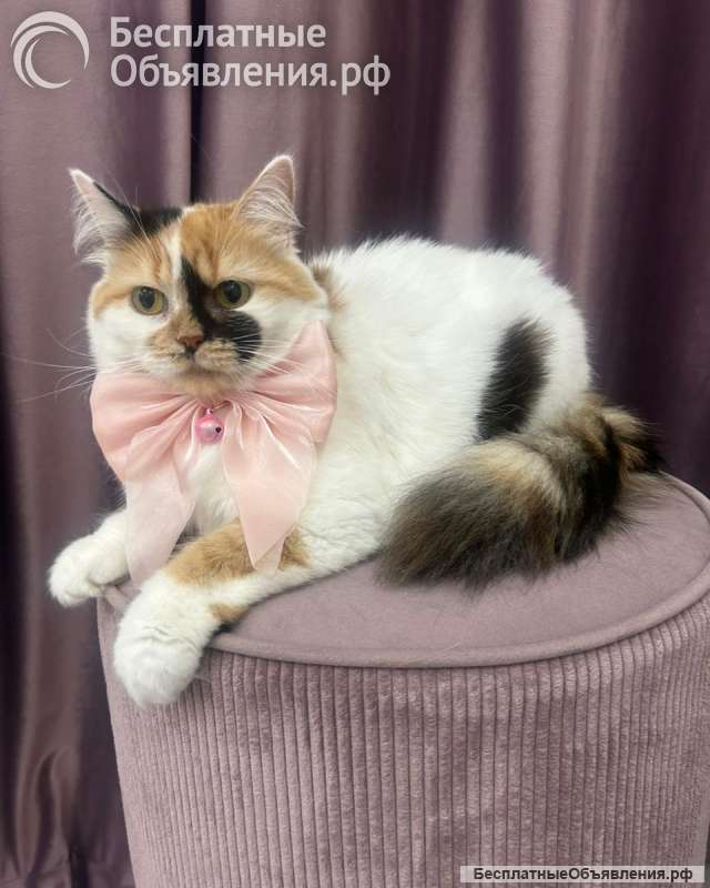 Изысканная кошка Афина в добрые руки