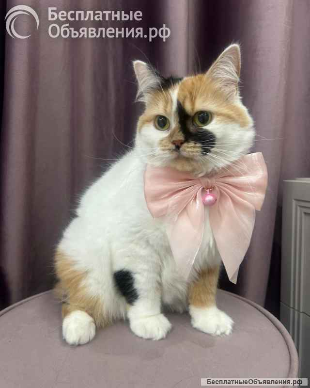 Изысканная кошка Афина в добрые руки