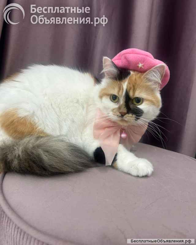 Изысканная кошка Афина в добрые руки