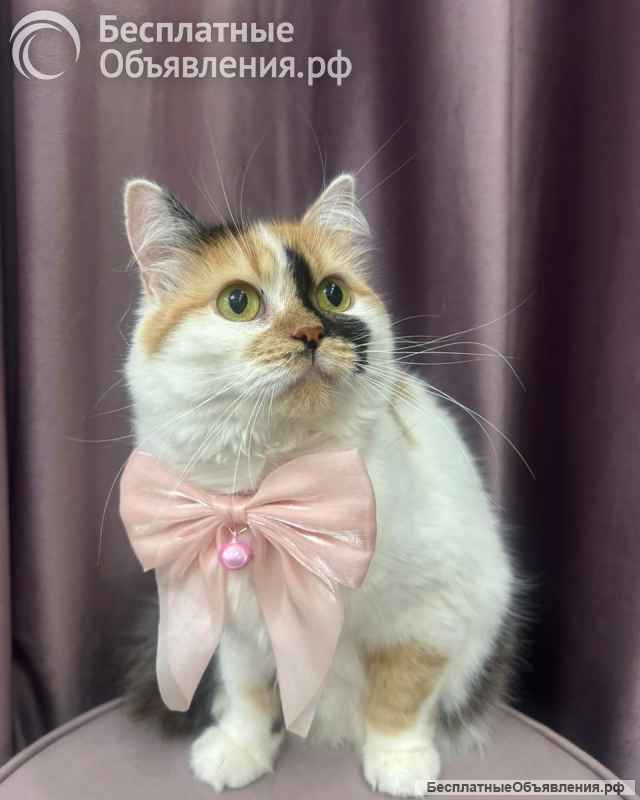 Изысканная кошка Афина в добрые руки