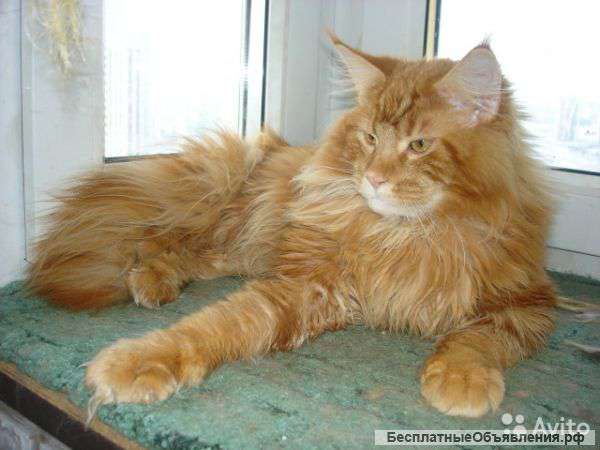 Кот-производитель 4 года