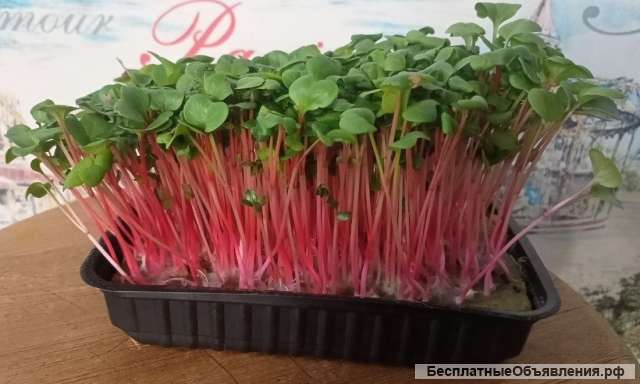 Микрозелень от Микро МФ