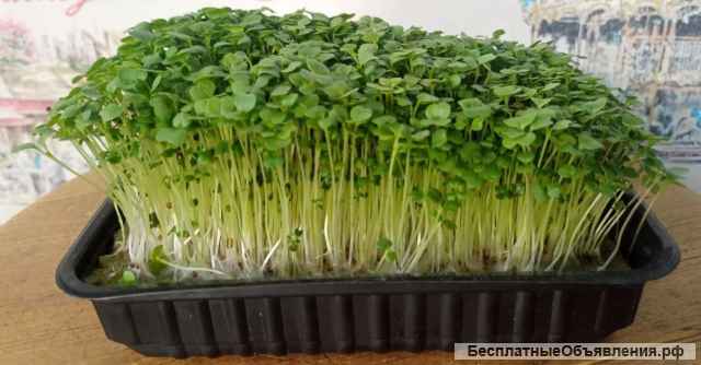 Микрозелень от Микро МФ