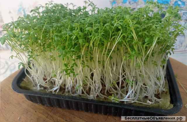 Микрозелень от Микро МФ