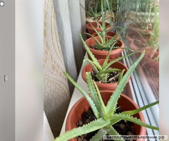 Лечебный алоэ (столетник)