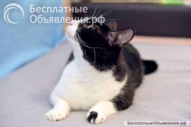 Чудесный кот Марк в добрые руки