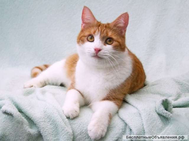 Сладкая булочка Манюня в добрые руки