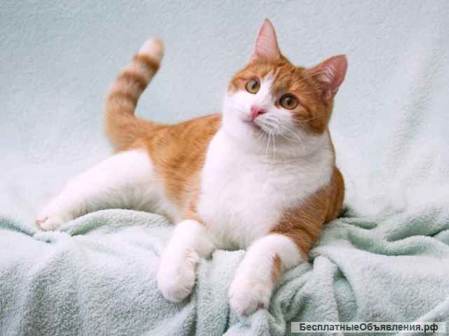 Сладкая булочка Манюня в добрые руки