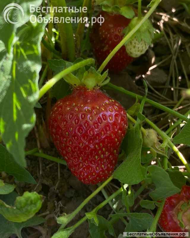 Дом 182 м2 10 сот Васюринская