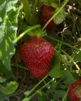 Дом 182 м2 10 сот Васюринская