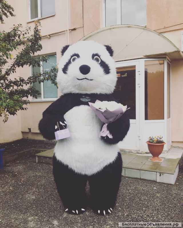 Поздравление от белого мишки, бурого, панды мишки. Ростовые куклы Пенза