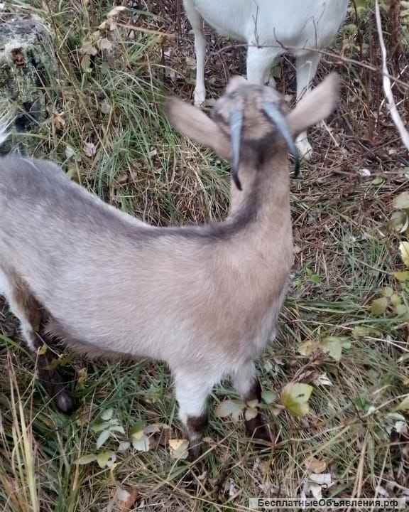 Молодая козочка