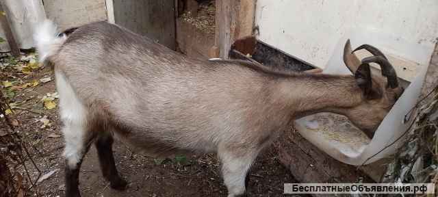 Молодая козочка