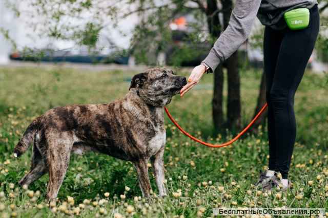 Тайгер - пес с необычным окрасом ищет хозяина